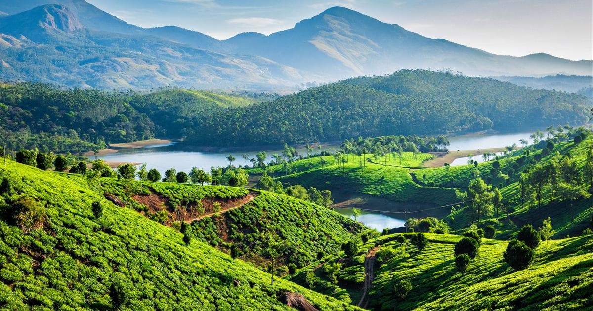 A lush green tea plantation in Munnar