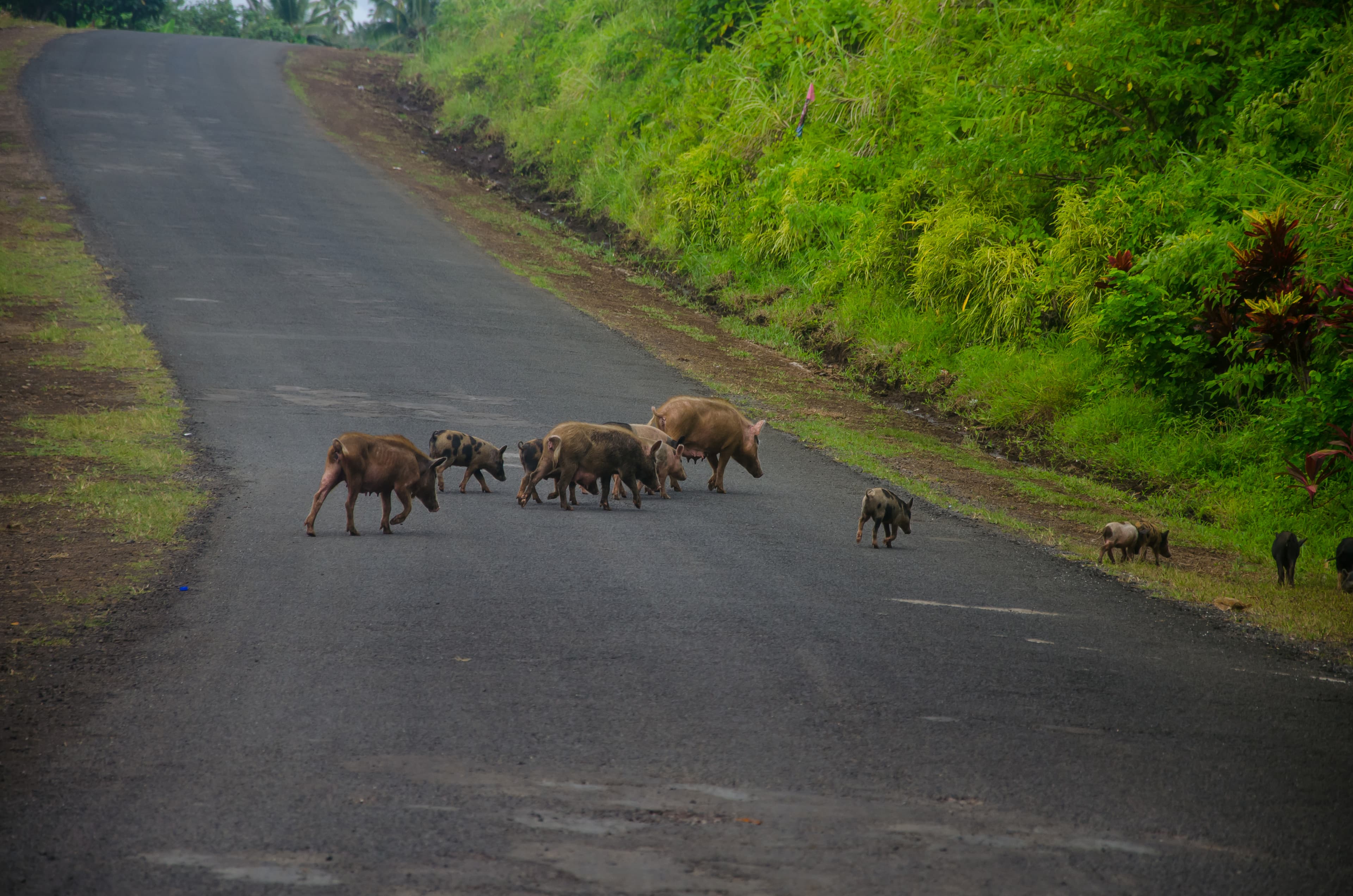 Image of Thekkady (Periyar)